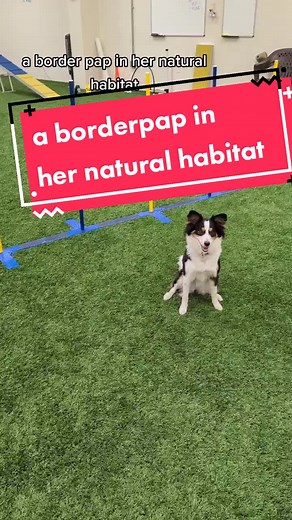Fun Agility Training with Border Collie Cross Papillon