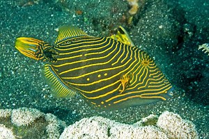 Orange lined triggerfish - Alchetron, the free social encyclopedia