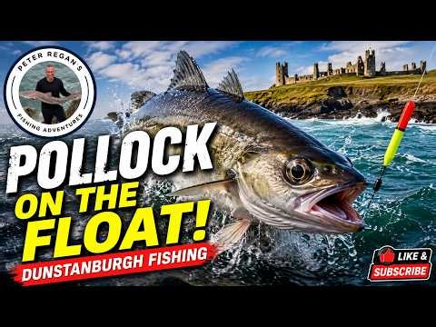Float Fishing Action! Dunstanburgh Pollock Fishing