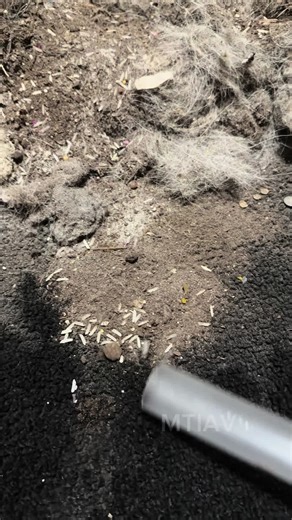 Satisfying Vacuum ASMR: Dusty and Fluffy Sounds