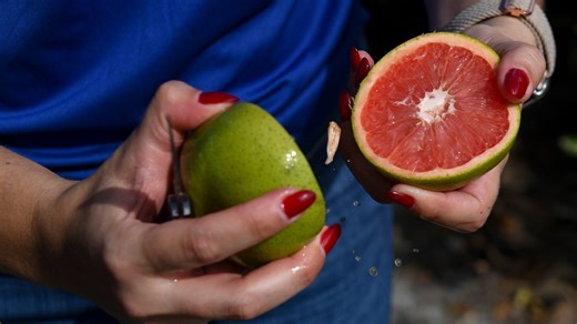 UF researchers fight citrus greening with new strains of more-tolerant grapefruit