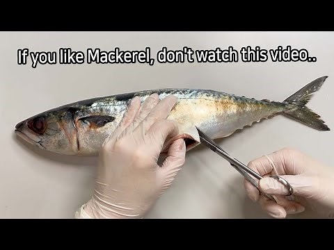 Shocking Parasites Discovered During Mackerel Dissection!!