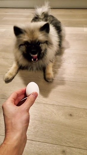 Egg vs. Wolf(spitz) #egg #dog #floof