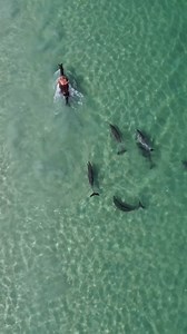58K views · 2.9K reactions | A pod of inquisitive dolphins at Forrest Beach near Capel, 2:15 hours south of Perth! Video by @mypilbaraequestrianlife (IG) | Perth is OK | Facebook