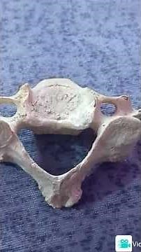 Foramen transversarium