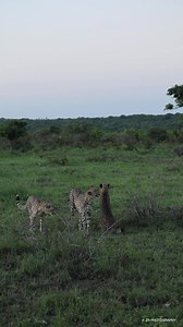 The Sound of a missed opportunity 🐾 Phinda Private Game Reserve | Zander and Stefni Rautenbach Wildlife Photography