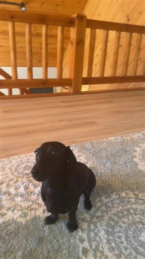 Hilarious Dachshund Moments That Will Brighten Your Day