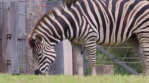 2.3K views · 151 reactions | Each zebra's stripes are as unique as fingerprints. Can you spot the difference between these two? 煉煉 | Sydney Zoo | Facebook