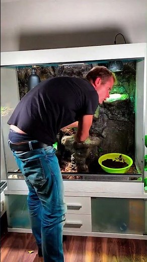🦎PROTERRA Weltreise: Einrichtung des Smaragdwaran Terrariums🦎 Set up an Emerald Tree Monitor viv