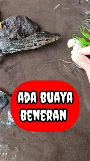 channa fish, channa limbata fish, channa auranti fish - CHANNA FISH #shorts #channa #limbata #viral