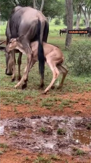 This Baby Wildebeest Tried Running Before It Was Even Born! 😳 #trend #asmr #wildlife