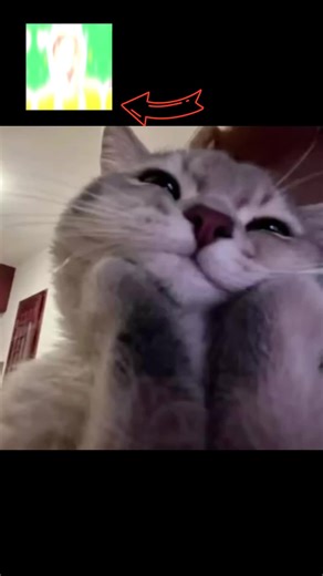 Download Free Viral Stickers with Sticker Shopping App