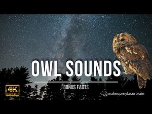 Tawny Owls Sounds at Night, Hooting 🕙 10 Hours | For Studying, Laser Focus, Sleep | 4K | Bonus Facts