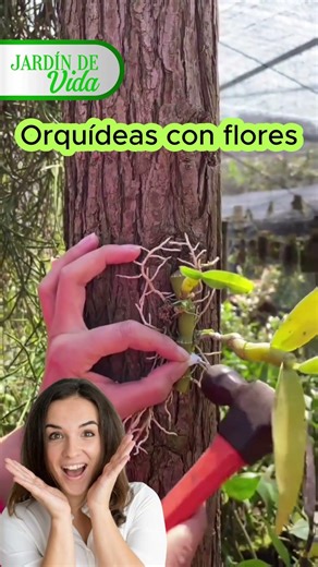 Cómo cultivar correctamente una orquídea (guía clara y práctica)