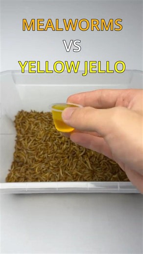 Mealworms VS Yellow Jello