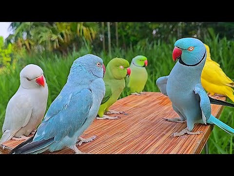 Funny Talking Indian Ringneck Parrot