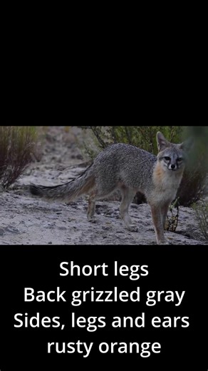 Gray Fox