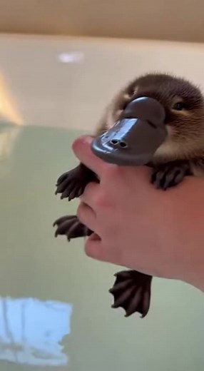 Cute and Funny Moments of Pippy the Platypus