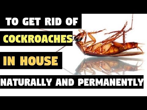 How To Get Rid of Cockroaches In House Naturally and Permanently – HOW TO KILL COCKROACHES