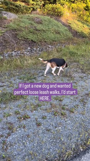 Amanda | Dog Trainer, Leash Walking Expert | Online + Halifax NS on Instagram: "Did you catch this series on helping your new dog learn how to loose leash walk? If not, go back and watch the other videos! If I got a new dog, I wouldn’t expect them to heel everywhere. Dogs *need* time to sniff, wander, and explore - it’s not optional, it’s enrichment. Grab a long line and head somewhere your dog can just exist: 🌊 beaches 🌲 trails 🌿 parks When dogs get their needs met, they’re **less frantic on