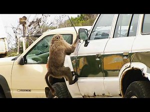 Inside the Lives of Cape Town’s Wildest Residents (4K Documentary)