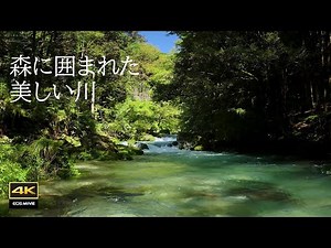 4K video + natural environment sound / Enbara River surrounded by greenery and the sounds of nature