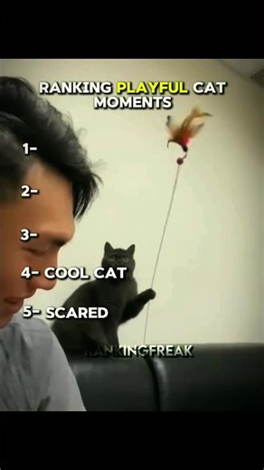 Playful Cat Moments 😁#catcompilation