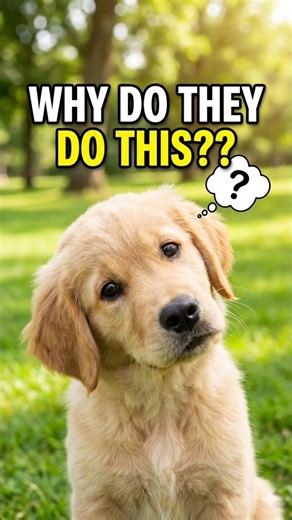 The SECRET Reason Your Dog Tilts Its Head! 🐶😲