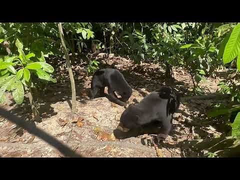 Sun Bear Behaviour | Sun bears use their claws for feeding | BSBCC