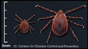 Invasive Asian longhorned tick confirmed in Knox County