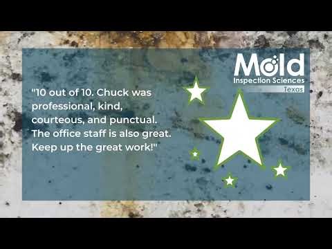 What Makes a 10/10 Mold Inspection? Real Client Experience