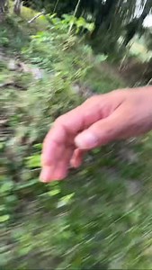 La perca del nilo😁 #videoviralシ #parativiral #seguidores #humorchallenge #ForbiddenLove #patriotism #destacar #FacebookPage #facebookpost #winterseason #FansDestacados | El mono de anita