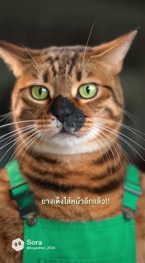 When a cat used a tire changer for the first time…it didn't end well.