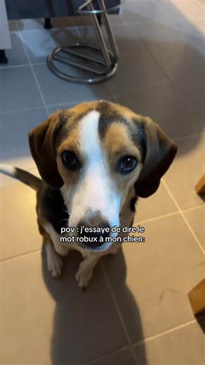 Robux et Chien : Une Conversation Amusante