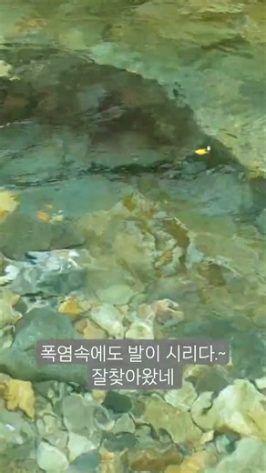 모처럼 강원도 홍천 내면 계곡 속 물은 어찌이리 깨끗한지 오토캠핑 맑은물 신선한공기 밥맛이 절로나는 건강해지는 자연조건