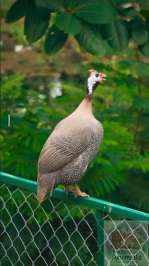 Guinea Fowl Were Wild African Birds - How Humans Made Them Noisy Farm Animals.