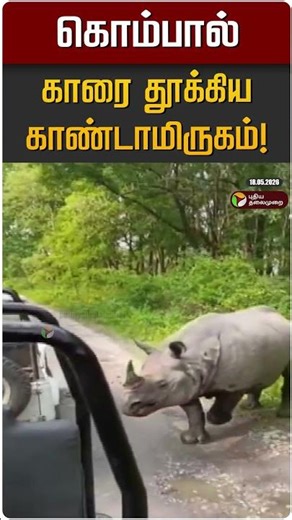 கொம்பால் காரை தூக்கிய காண்டாமிருகம்! | Assam