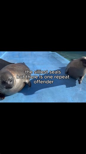 the silliest seals but there is one constant #seal #sealtok #silly #constant #avengers