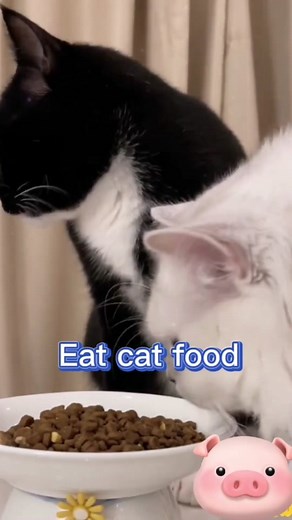 Hilarious Cat Eating Cat Food Compilation