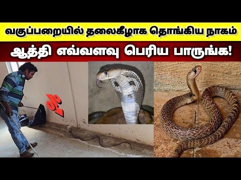 பள்ளி வளாகத்தில் நல்ல பாம்பு அணில் சத்தமிட்டதால் பாம்பு இருப்பதை அனைவரும் அறிந்தார்கள் | Snake_Saga