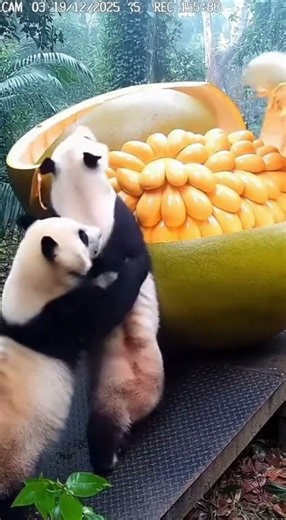 What Happened to A Baby Panda In This Recording?