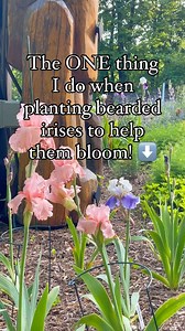 Have you ever admired the the gorgeous blooms of bearded irises, only to be disappointed with lackluster results? You’re not alone. It’s happened to me before and it stinks when you get the foliage without the flowers.🌸 Many gardeners struggle to get these plants to flower abundantly. So I got you! The secret lies in planting them correctly. Here’s what you need to know! 🌸Plant them in a location that receives at least 6-8 hours of full sun in well-draining soil. And it’s always a good idea to