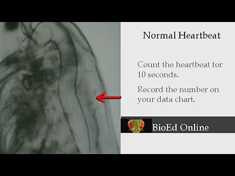 Daphnia: Heartbeat Count