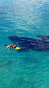 🎥: Jaimen Hudson · Two lucky ladies paddle boarding beside a southern right whale mother and calf in Western Australia - an experience of a lifetime! Southern right whales have a gestation period of up to 12 months, and females reproduce every 3-5 years. At birth, the calves are 16-20 ft (4.8-6 m) long and weigh approximately 2,204 lb (1 tonne)!! The calves wean at around 1 year of age | Ocean Conservation Research - OCR