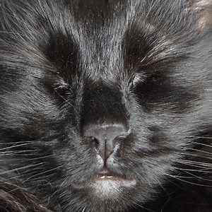 The_Angry_C - Twitch