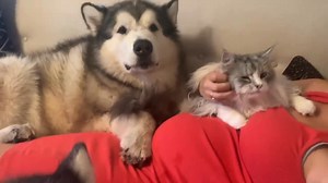 WHEN YOUR DOG KNOWS YOU’RE PREGNANT | Life with malamutes