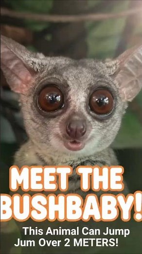 Galago or Bush Baby, #galago #animal #cute #shorts