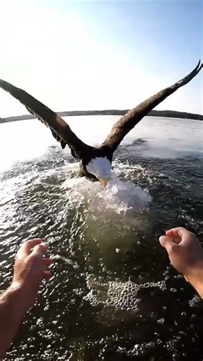 Bald Eagle Steals Fisherman’s Catch in Shocking GoPro POV! #shorts