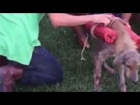 Dog tied to fireworks explodes & dies FUNNY 🇺🇸💥
