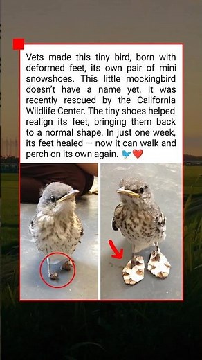 This Little Bird Got ‘Magic Shoes’ from a Vet 🐦❤️